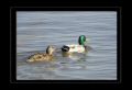 Mallards1.jpg